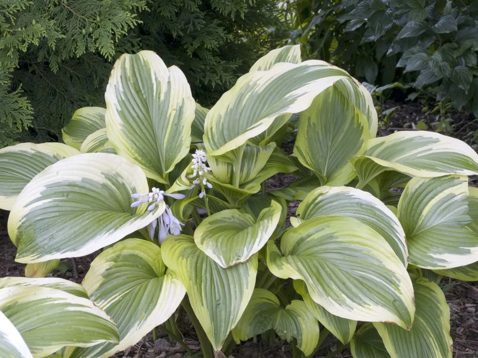 Blomsterfunkia 'Fortunei Aureomarginata'