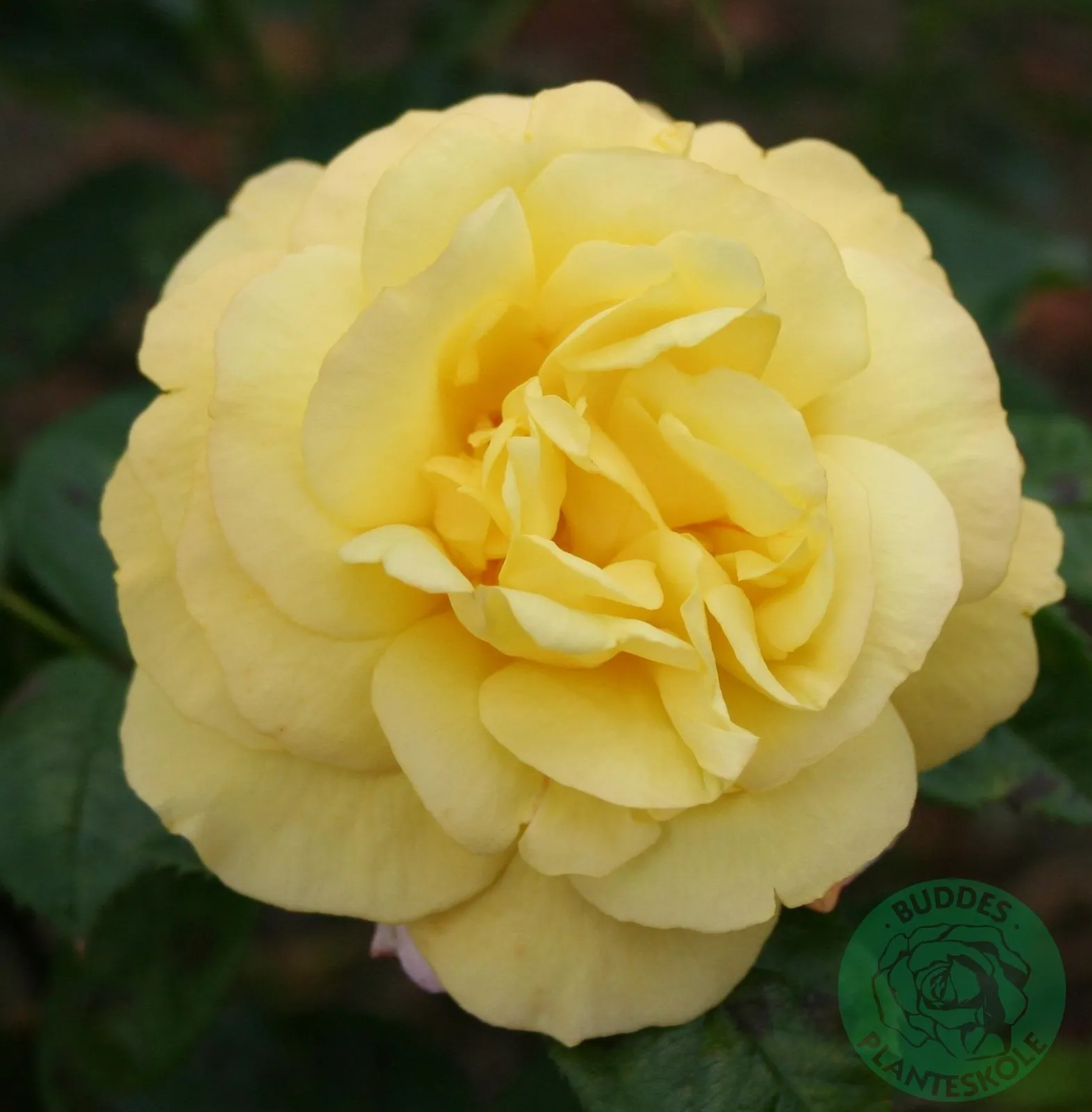 Floribundaros 'Chinatown'