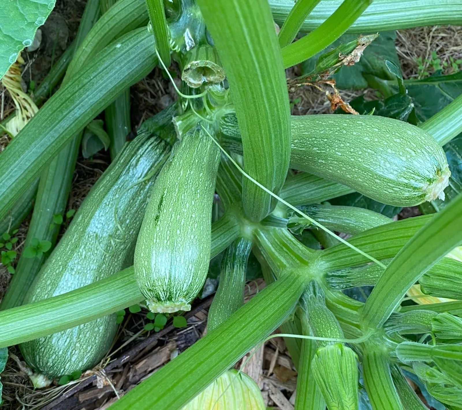 Sommarsquash 'Ortolana di Faenza', ekofrö