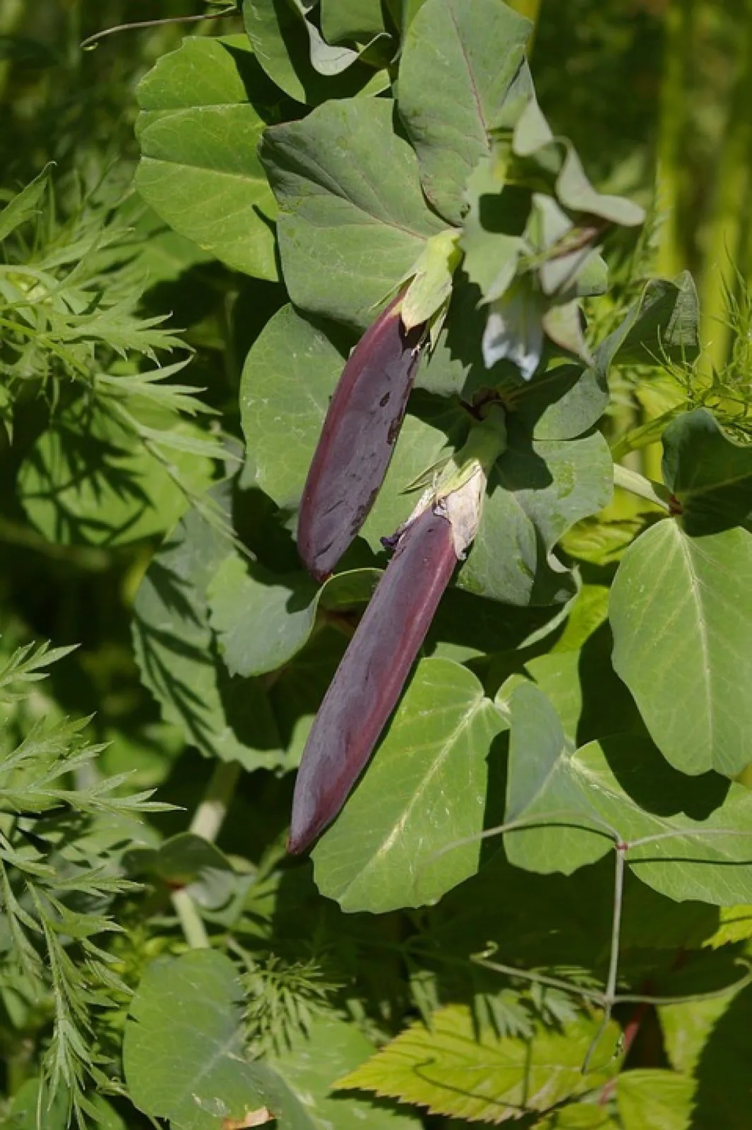 Spritärt Blauwschokker med lila baljor hängande på planta