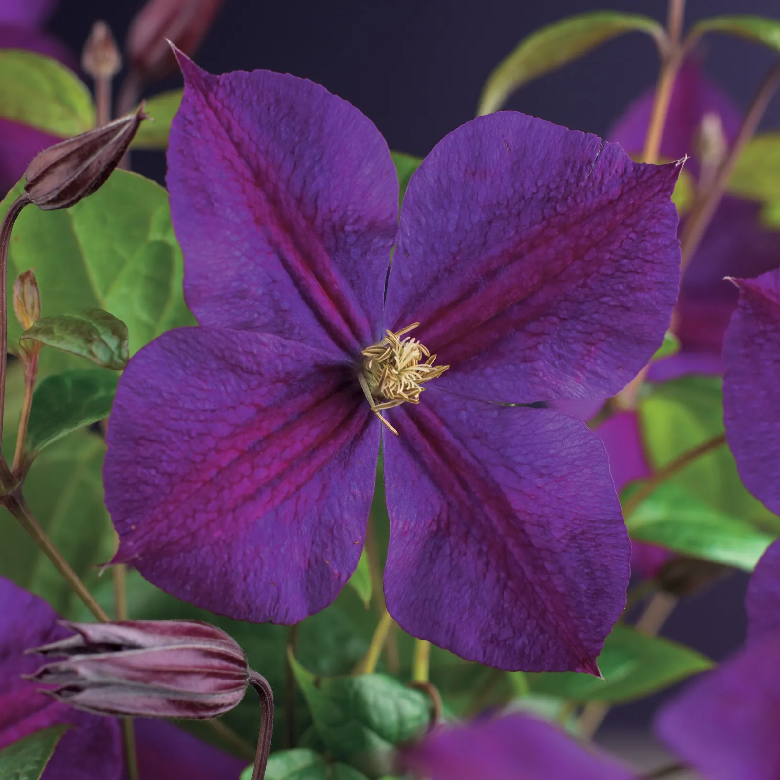 Klematis (Sena Storblommiga Gruppen) 'Star of India'