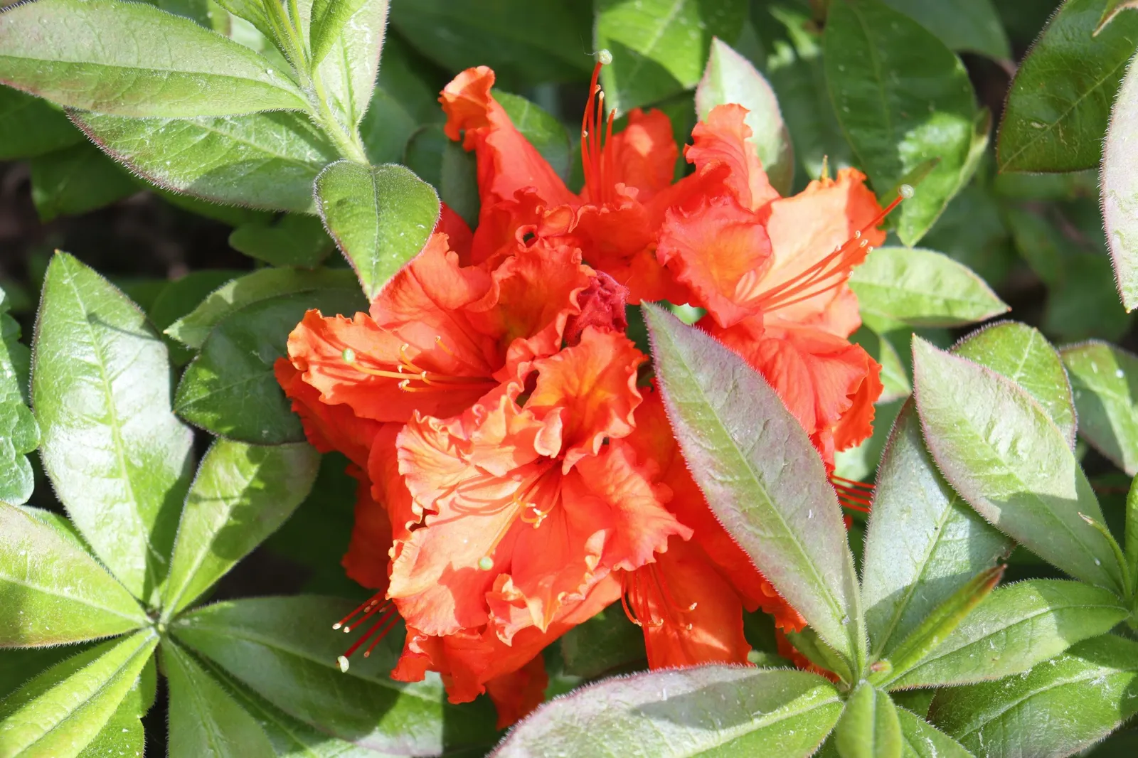 Trädgårdsazalea 'Gibraltar', 30-40 cm - miniatyr 5