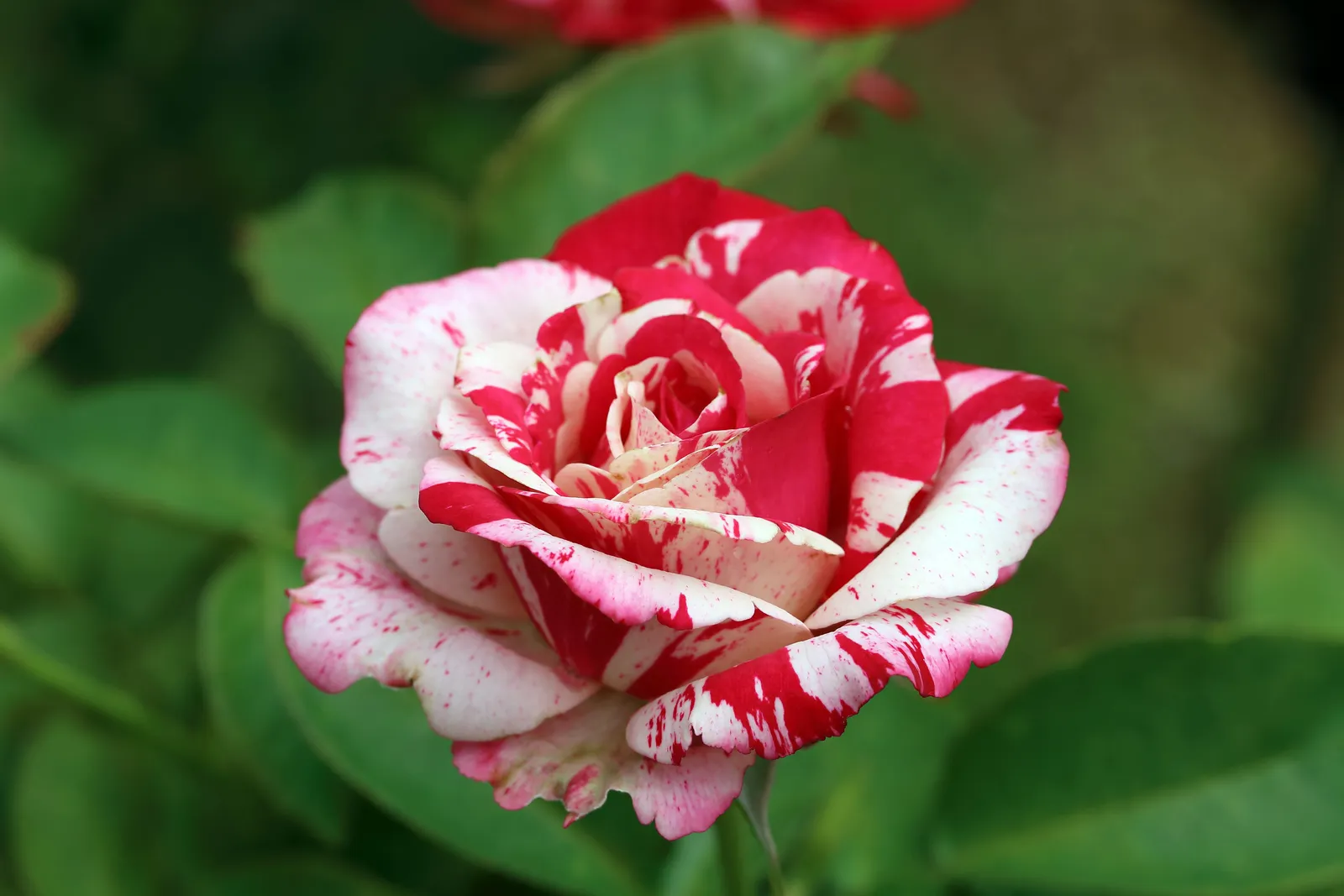 Floribundaros HANKY PANKY® ('Wektorcent') - miniatyr 2
