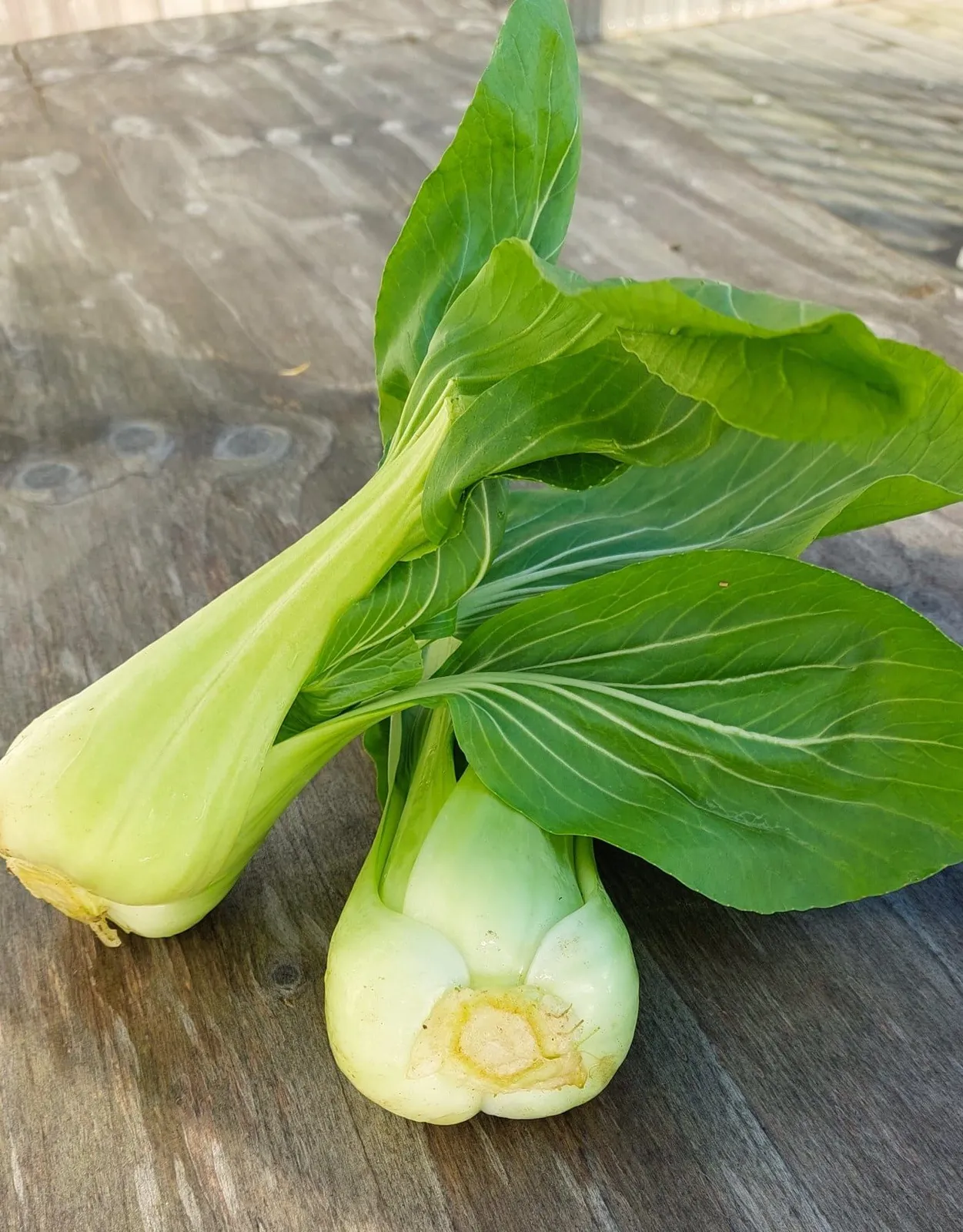 Taisai pak choi ekofrö med kinesisk bladgrönsak