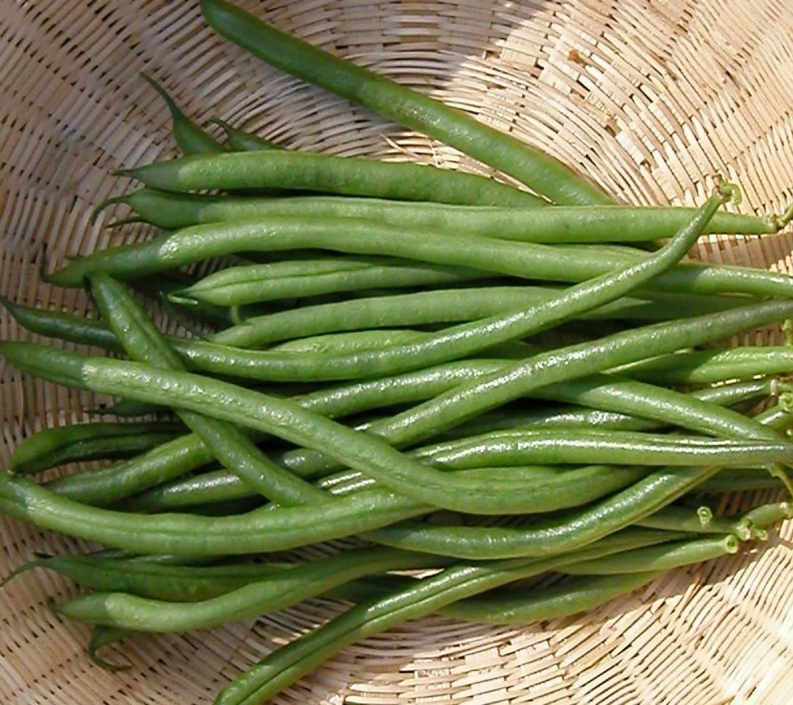 Brytböna 'Slenderette', ekofrö