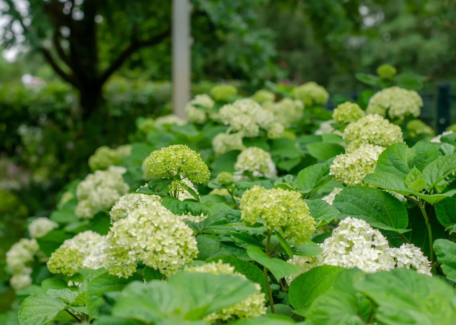 Vidjehortensia 'Annabelle' - miniatyr 4