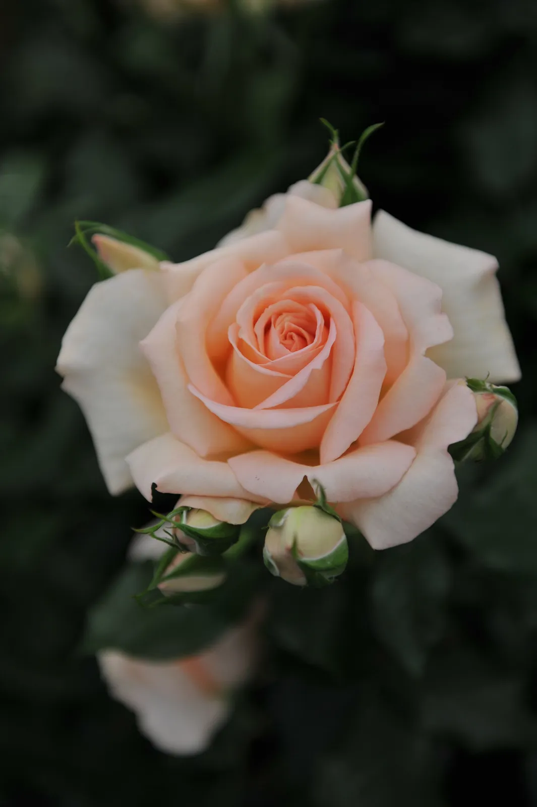 Ros 'Morten Korch', syn. tehybridros CHANDOS BEAUTY ('Harmisty'PBR) - miniatyr 3