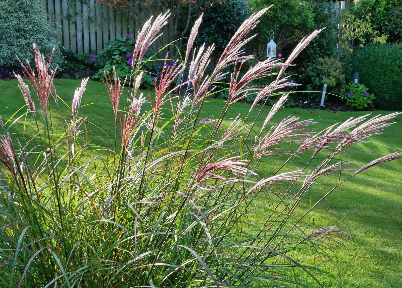 Glansmiskantus 'Red Chief', syn. japanskt gräs, 2L