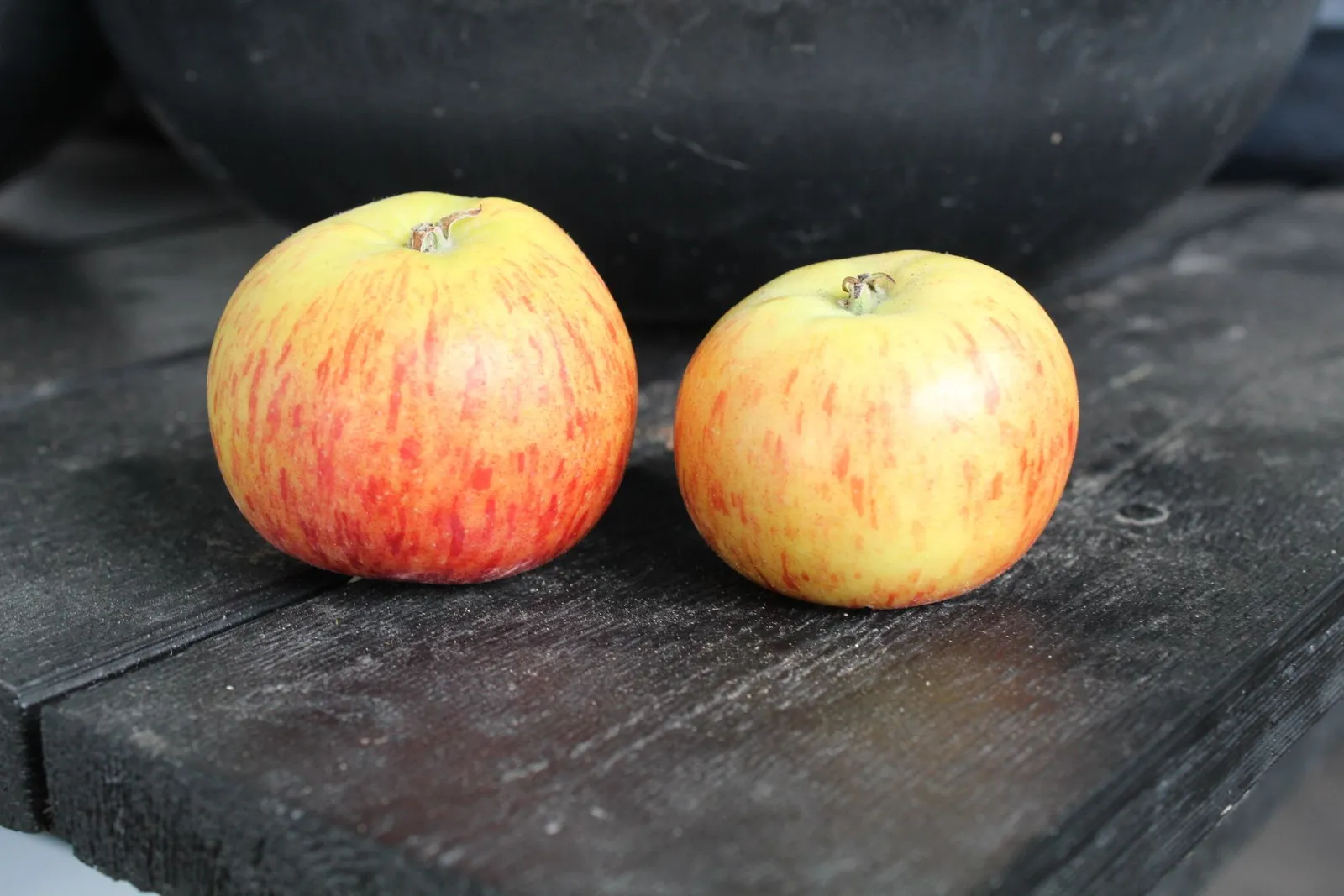 Äpple 'Rubinola'PBR