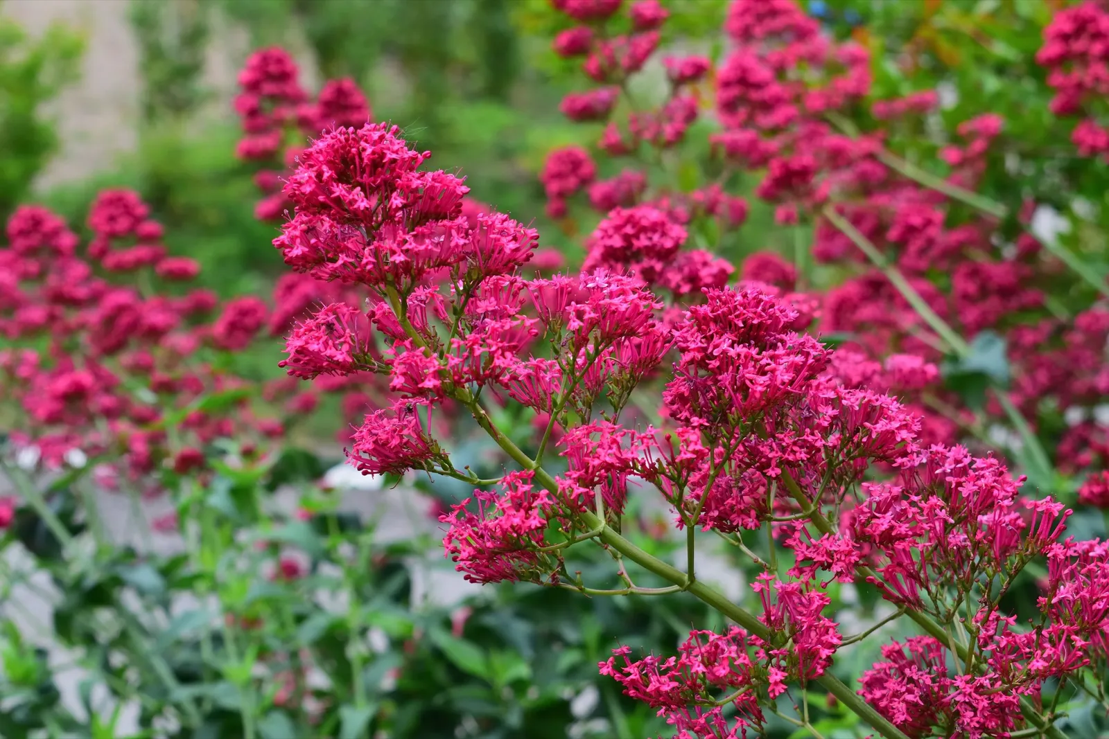 Flerårig pipört 'Coccineus'