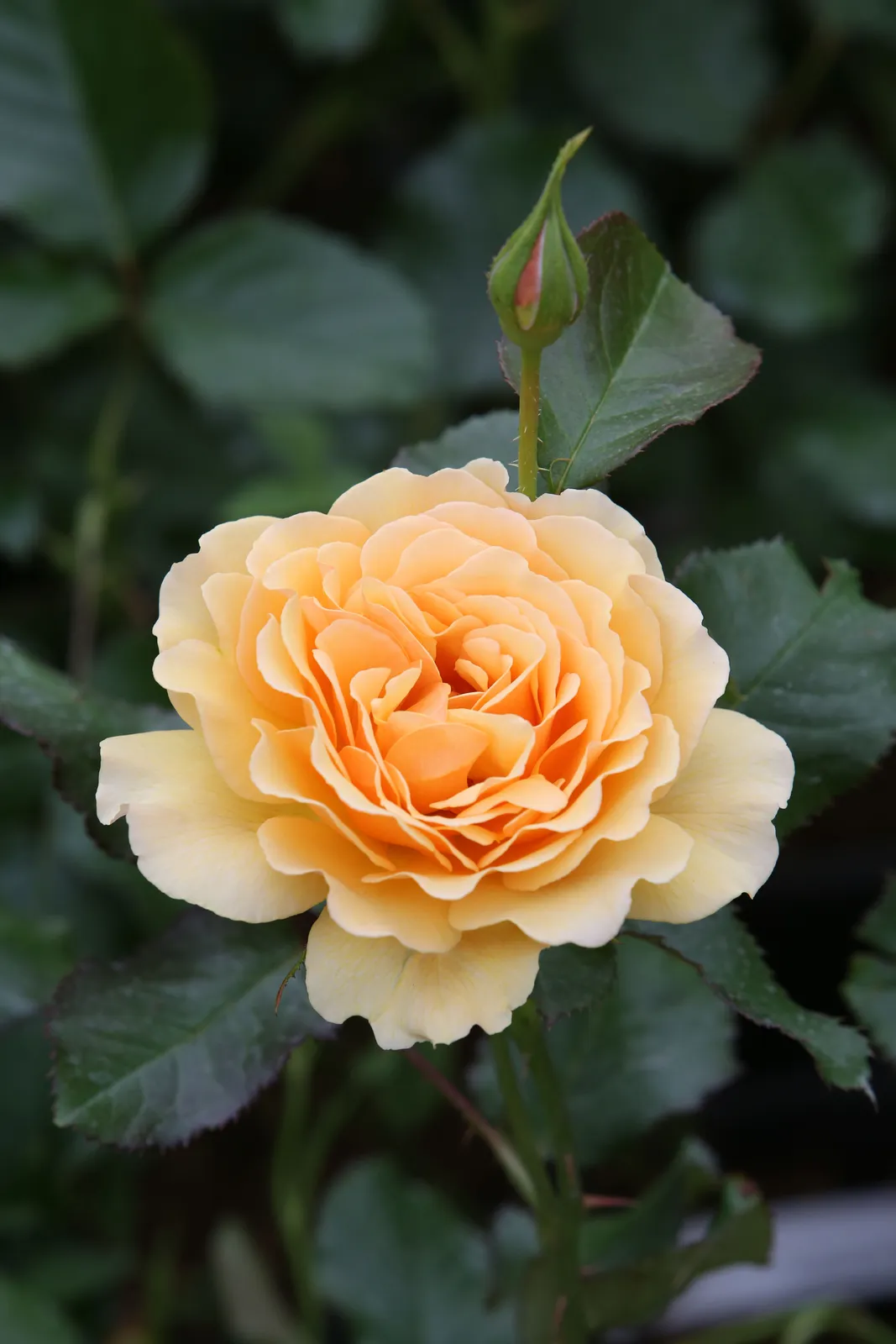Floribundaros AMBER QUEEN ('Harroony') - miniatyr 3
