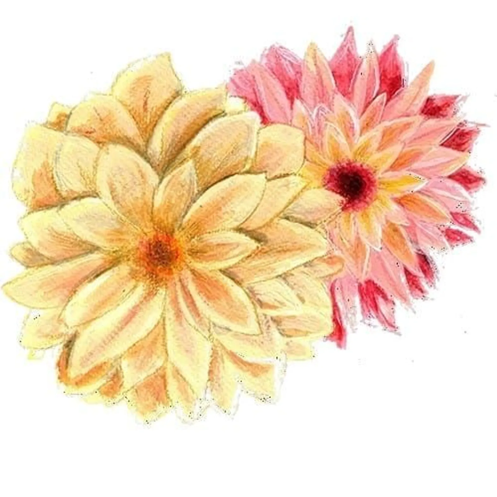 Dahlia 'Sommardahlia', Frö