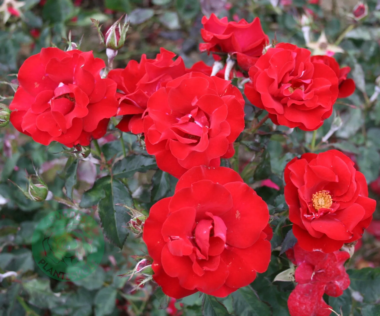 Floribundaros H. C. ANDERSEN ('Poulander')