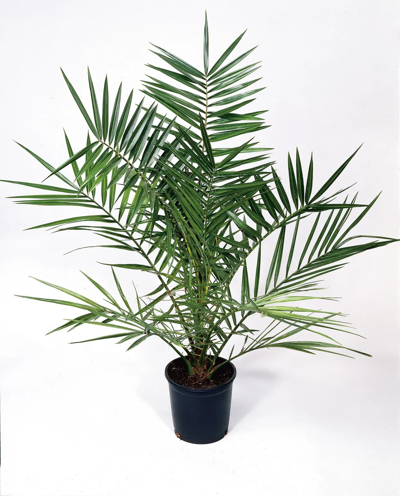Kanariepalm (kanarisk dadelpalm), 150/160 cm