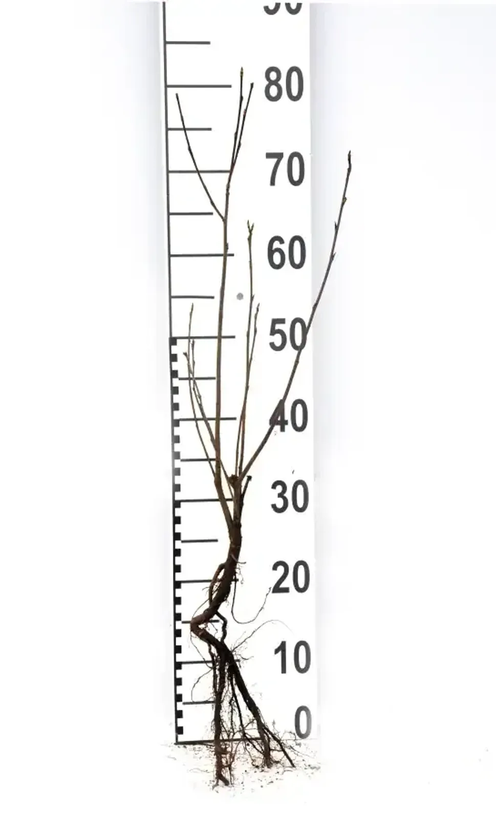 Slånaronia 'Elata', 30-50 cm — detalj 6