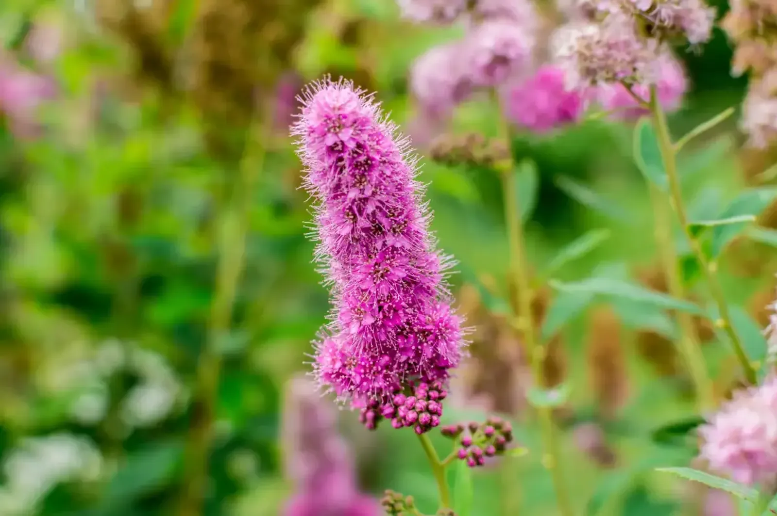 Klasespirea, 50-80 cm — detalj 3