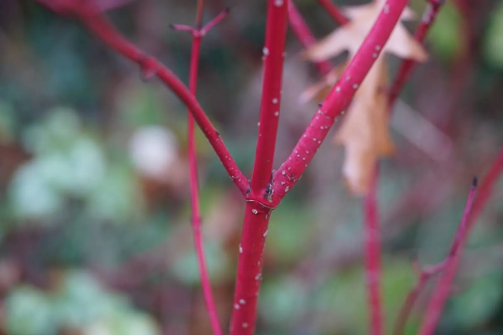 Videkornell 'Farba' E , 20-40 cm — detalj 2