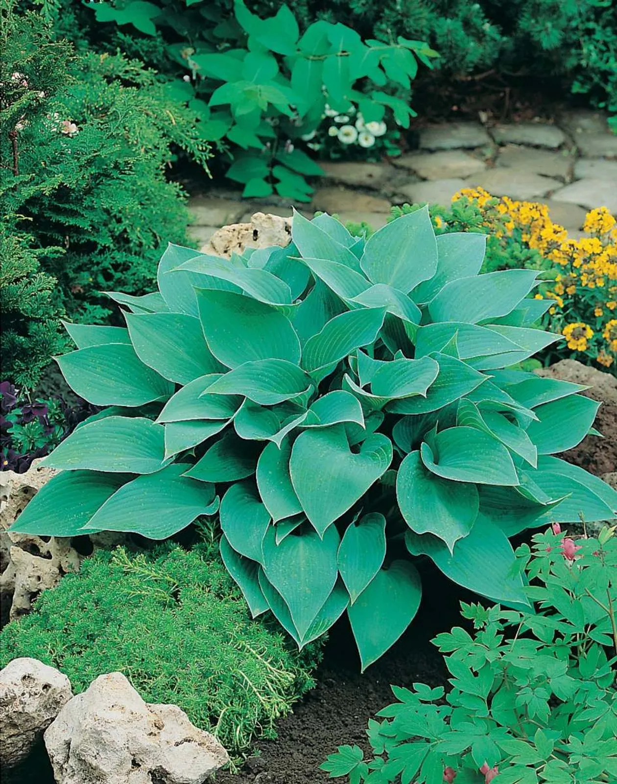 Blåfunkia 'Halcyon'