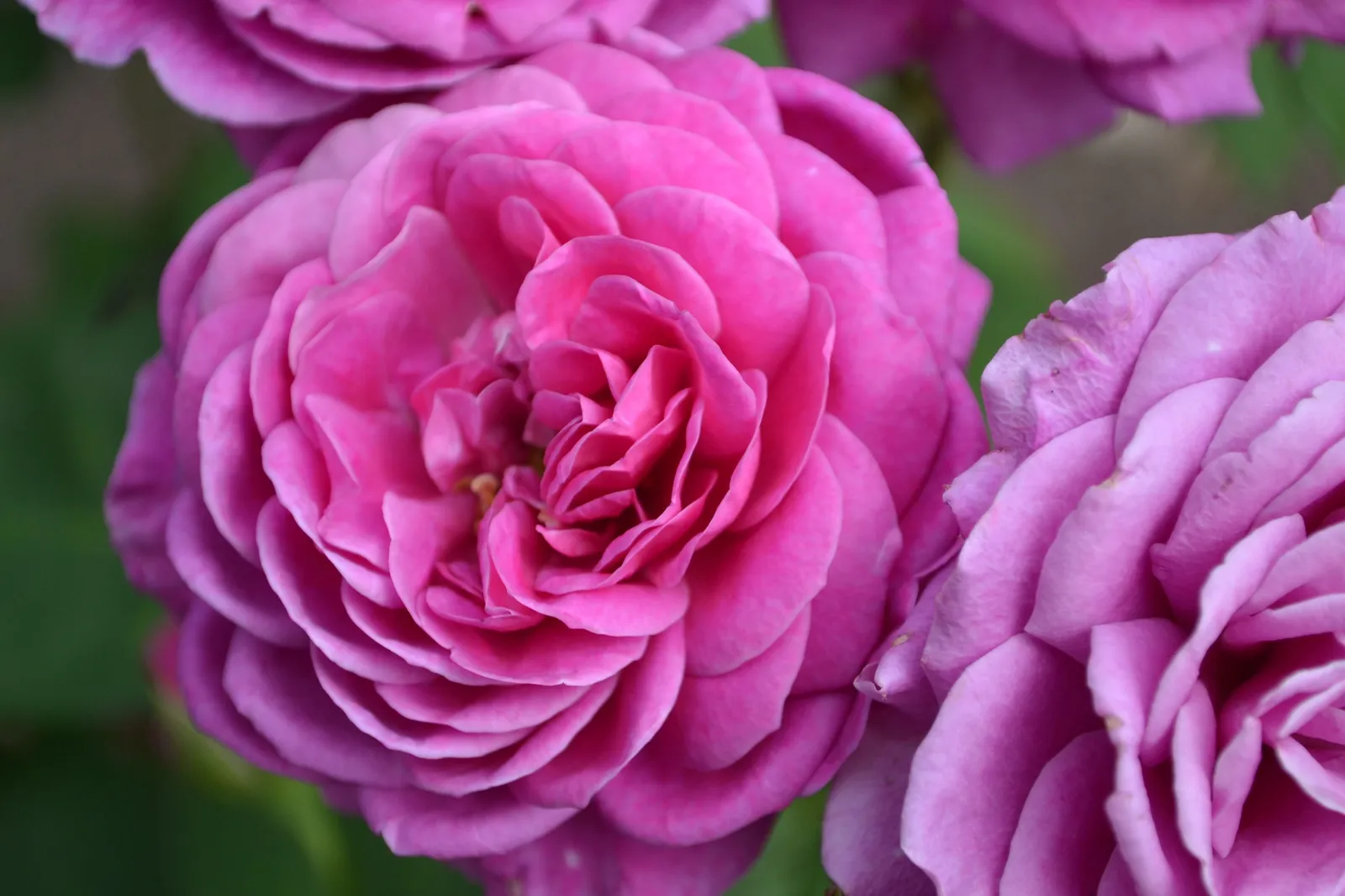 Floribundaros HEIDI KLUM ROSE ('Tan00681'PBR) - miniatyr 6