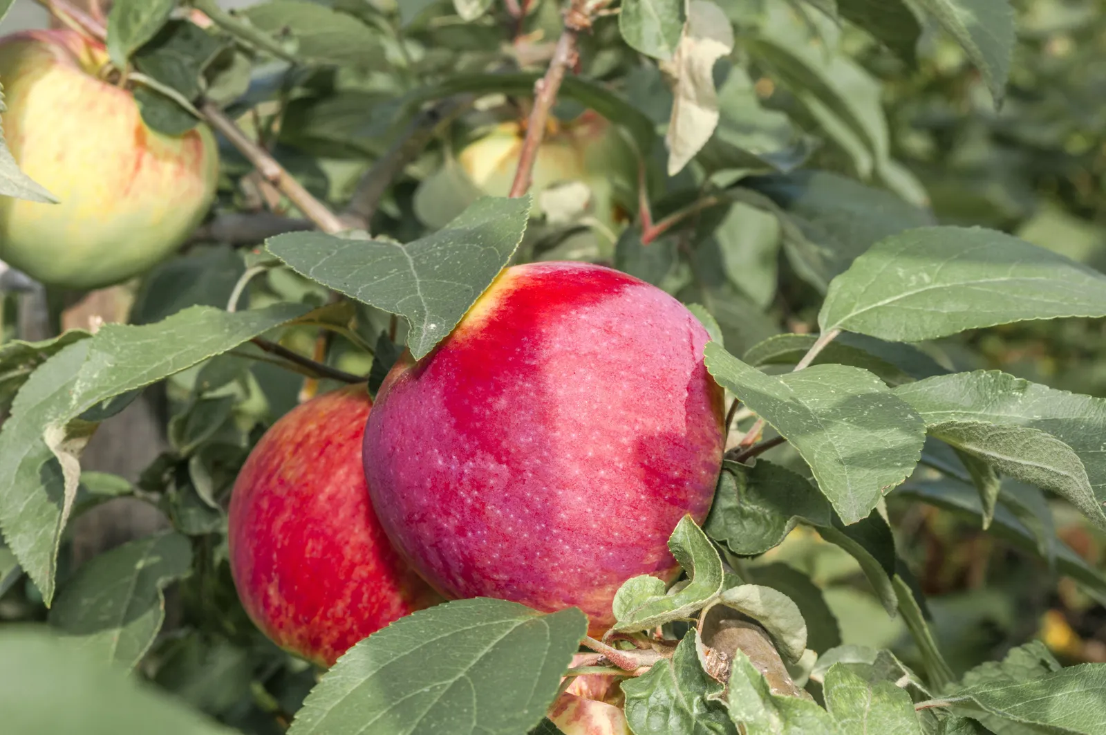 Äpple 'Birgit Bonnier' E, inkl. uppbindnings kit