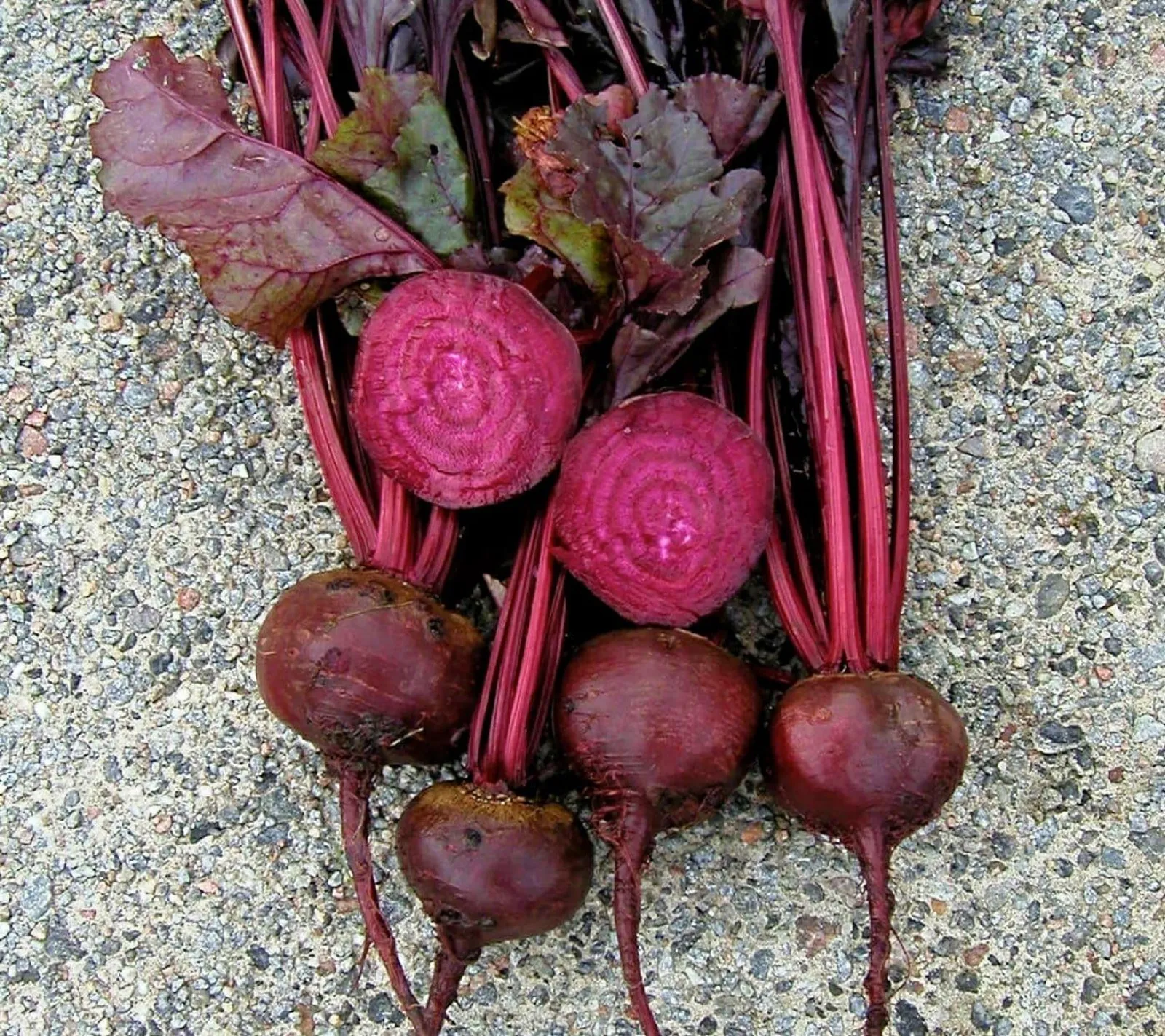Rödbeta 'Bull's Blood', ekofrö