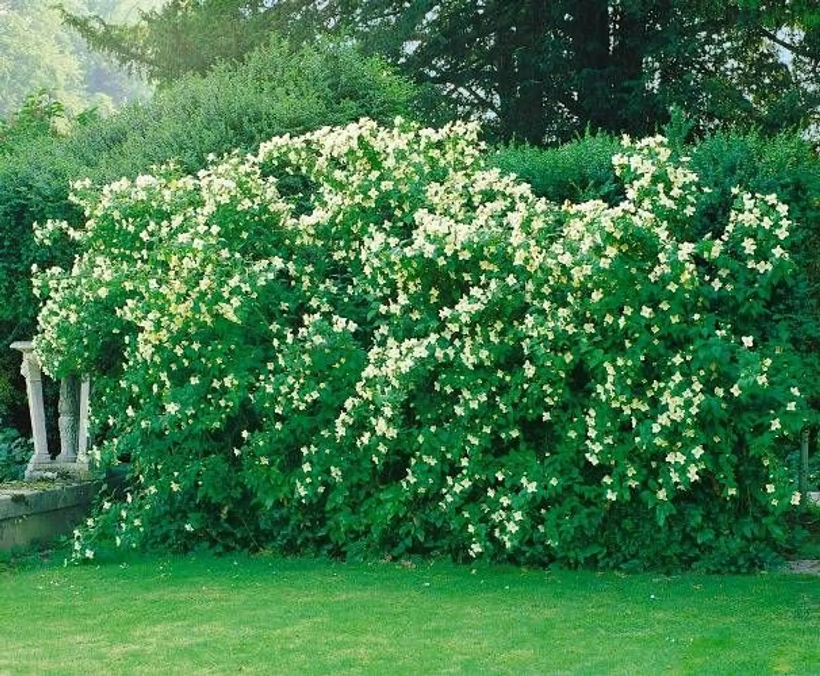 Smultronschersmin 'Mont Blanc', 20-40 cm