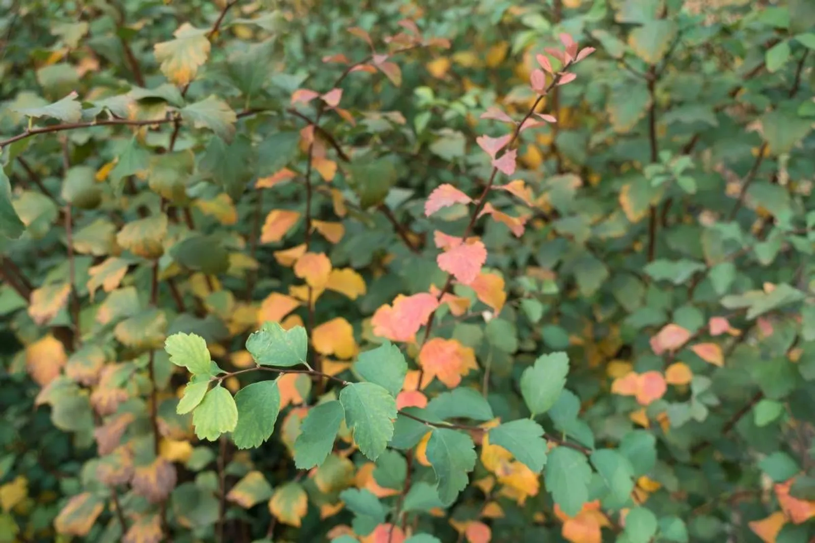 Bukettspirea, 20-40 cm — detalj 4