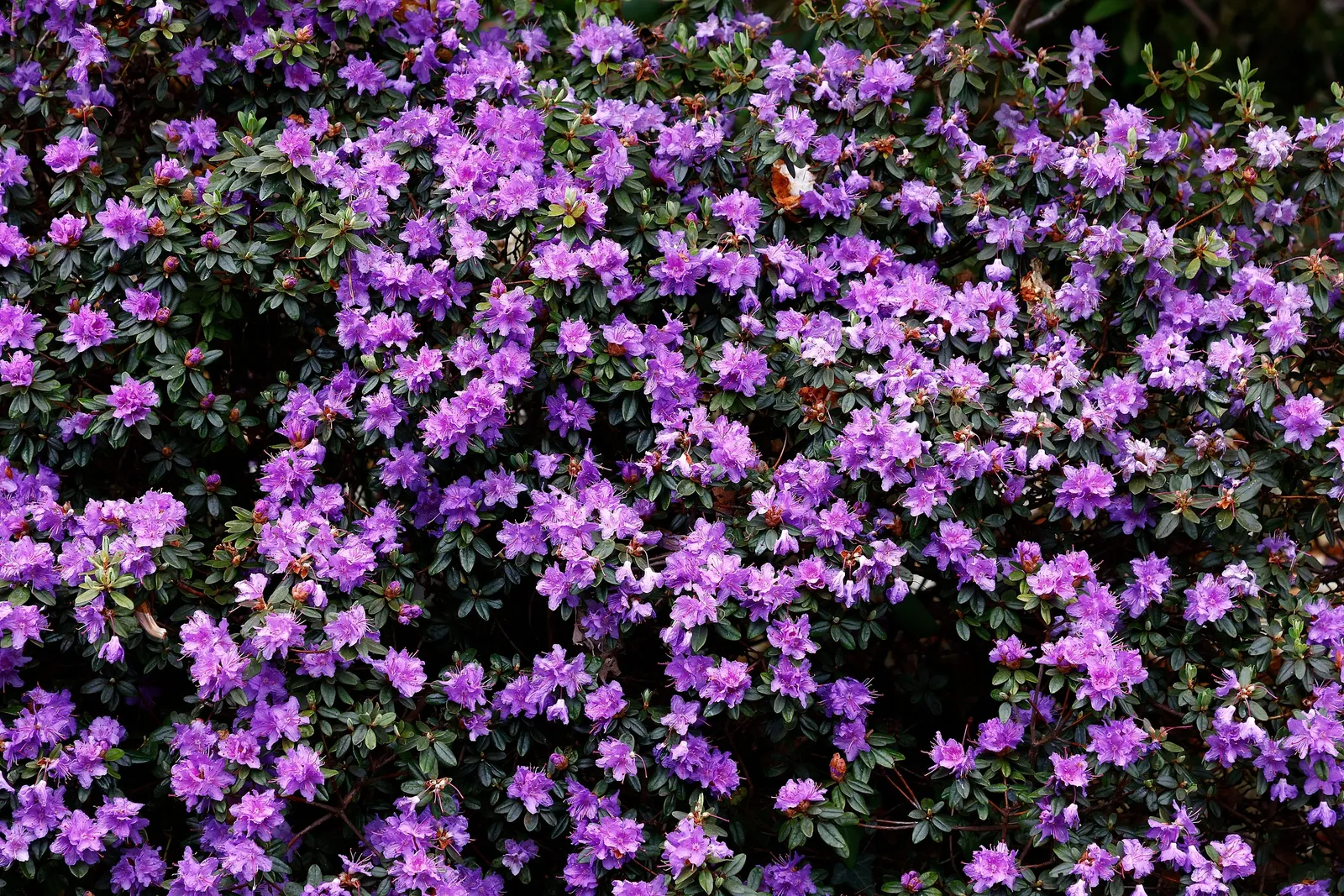 Lapponicum-alpros 'Ramapo', 20-25 cm - miniatyr 2