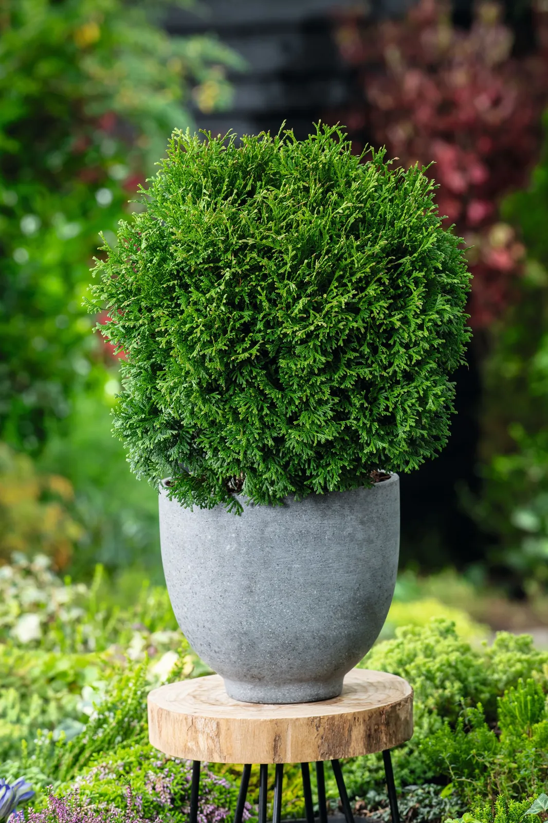 Tuja 'Tiny Tim', 25-30 cm