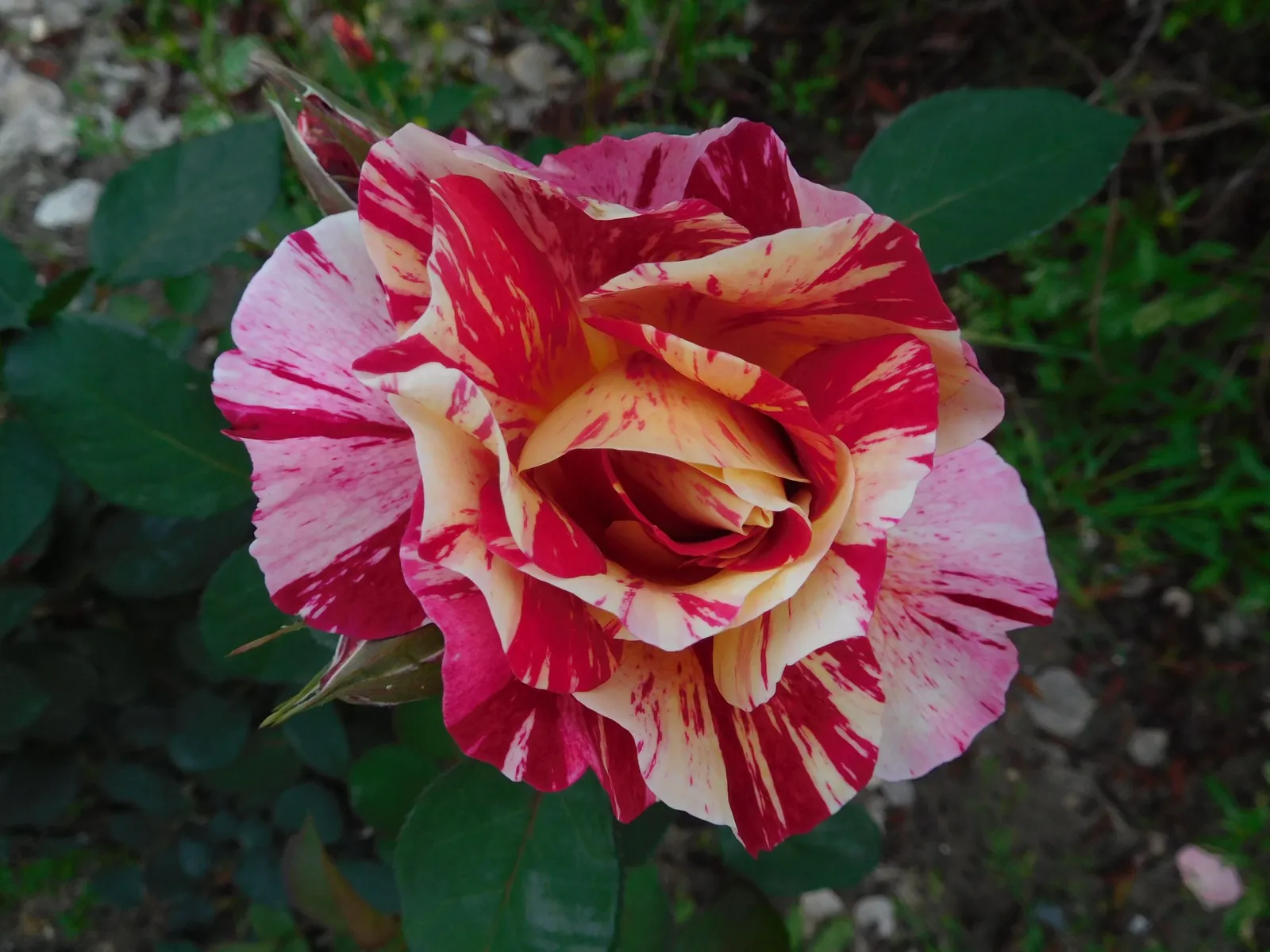 Grandiflora-ros ROCK & ROLL ('Wekgobnez') - miniatyr 3