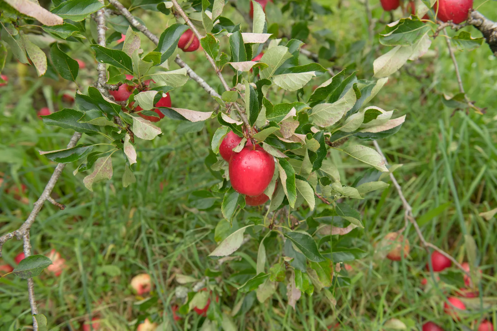 Äpple 'Katja' E - miniatyr 3