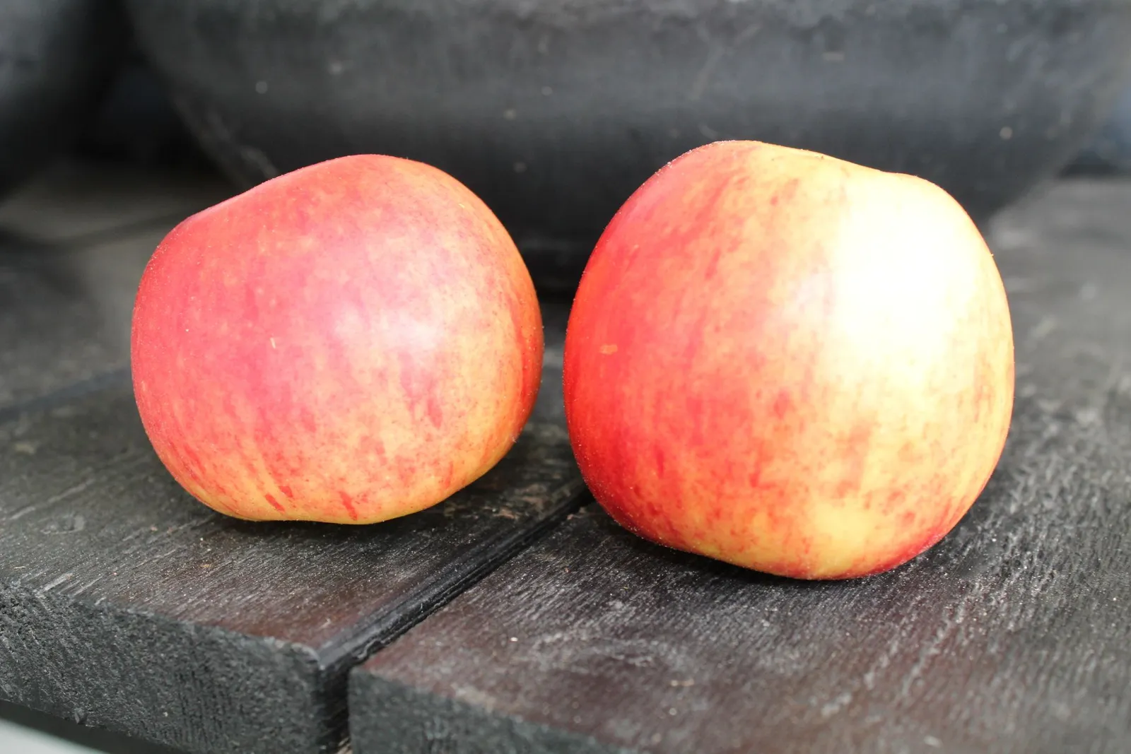 Äpple TRULSA® E ('SLUBGD1458'), inkl. uppbindnings kit