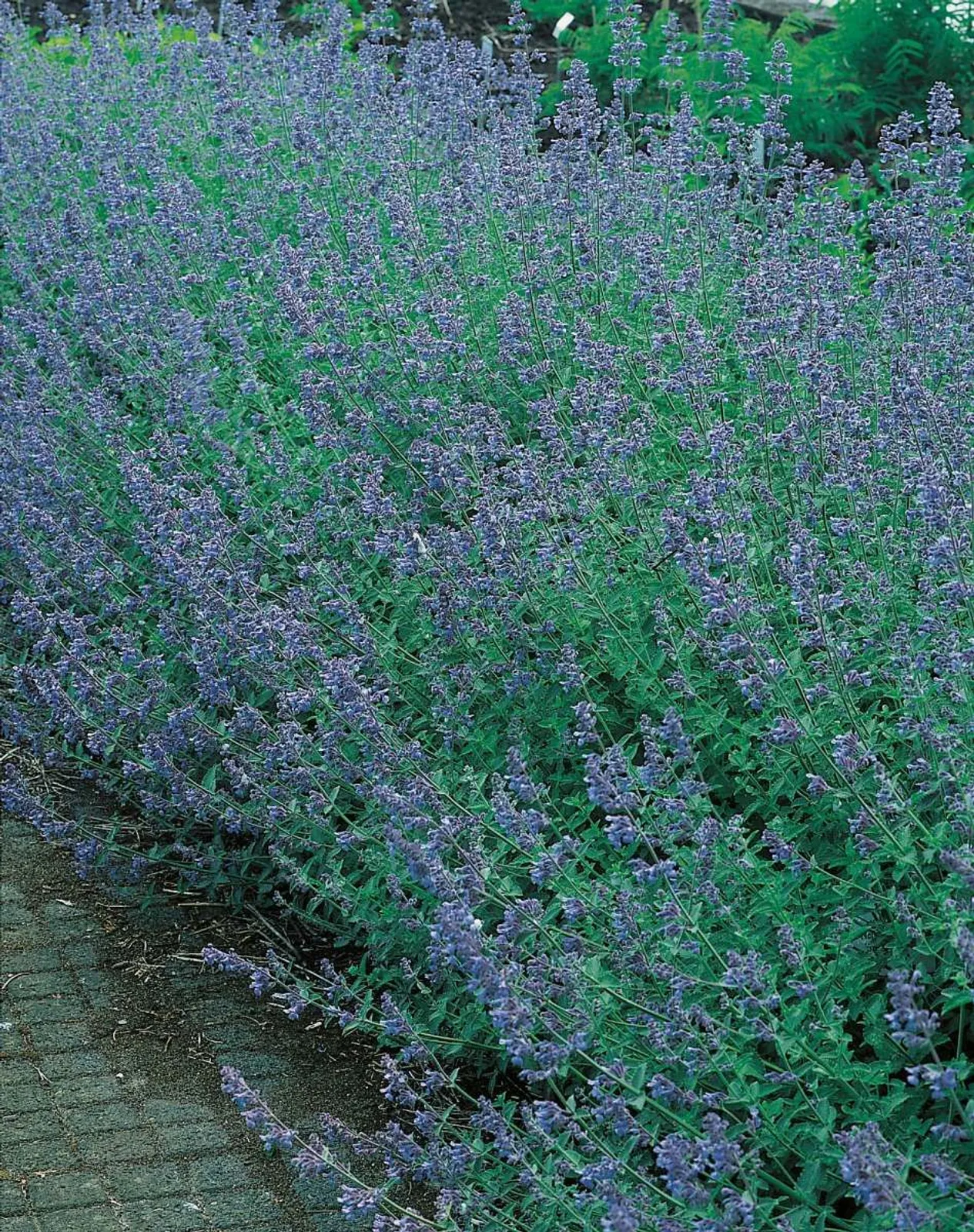 Kantnepeta 'Six Hills Giant'