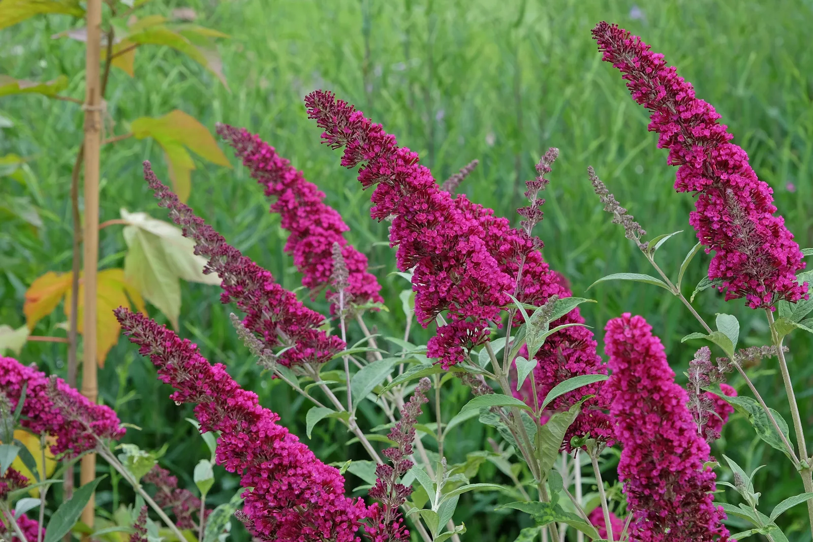 Buddleja 'Miss Ruby'PBR - miniatyr 4