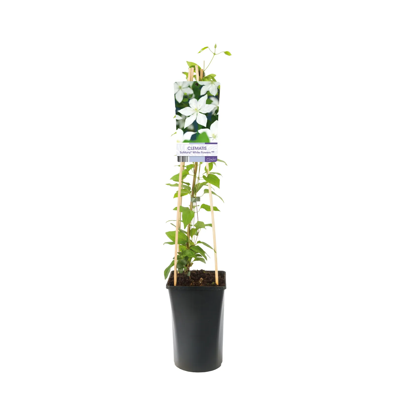 Tidig storblommig klematis SoMany® White Flowers - miniatyr 2