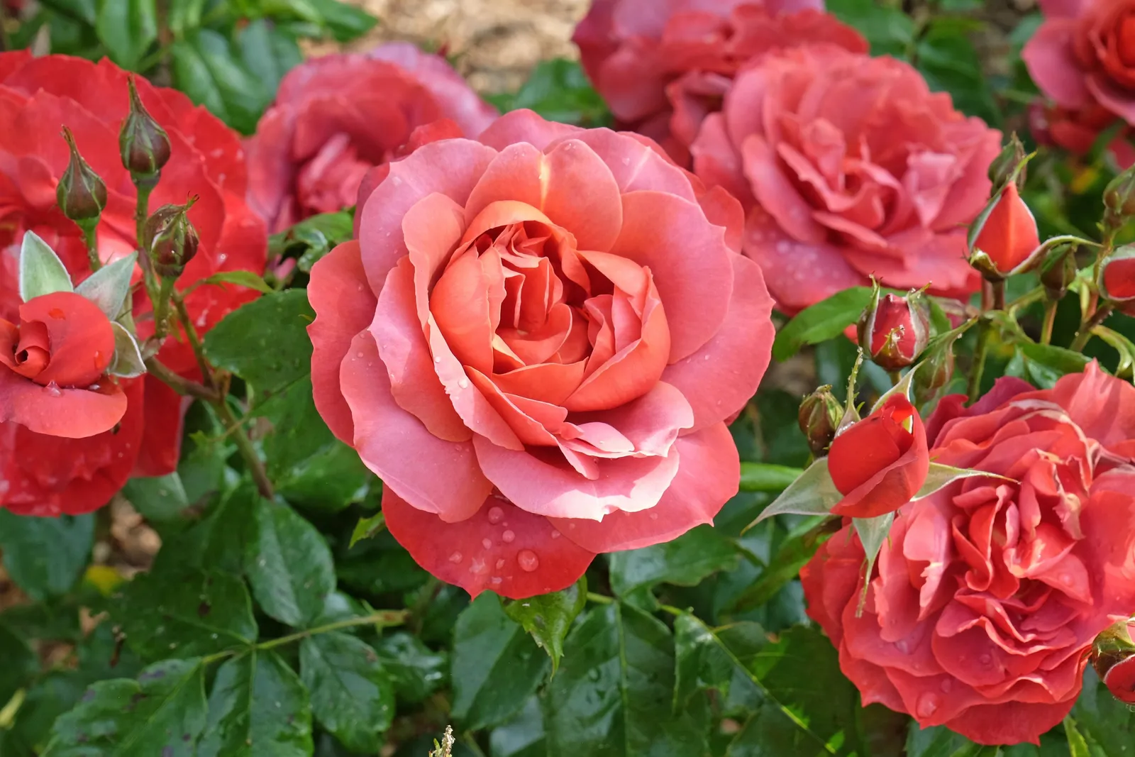 Floribundaros HOT CHOCOLATE ('Wekpaltlez') - miniatyr 3