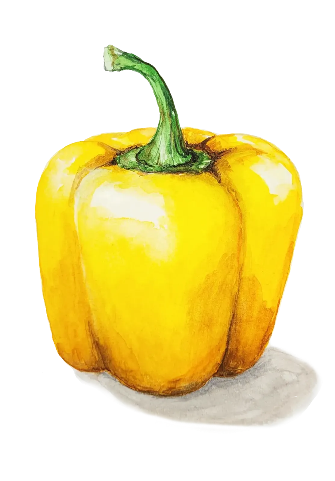 Paprika 'Cubo Yellow', Frö