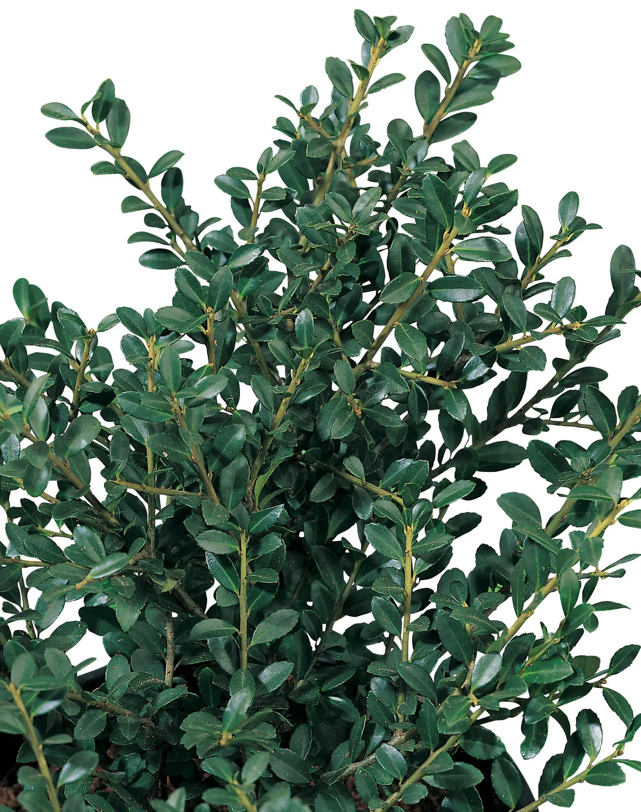 Japansk järnek DARK GREEN ('Icoprins11'PBR) - miniatyr 2