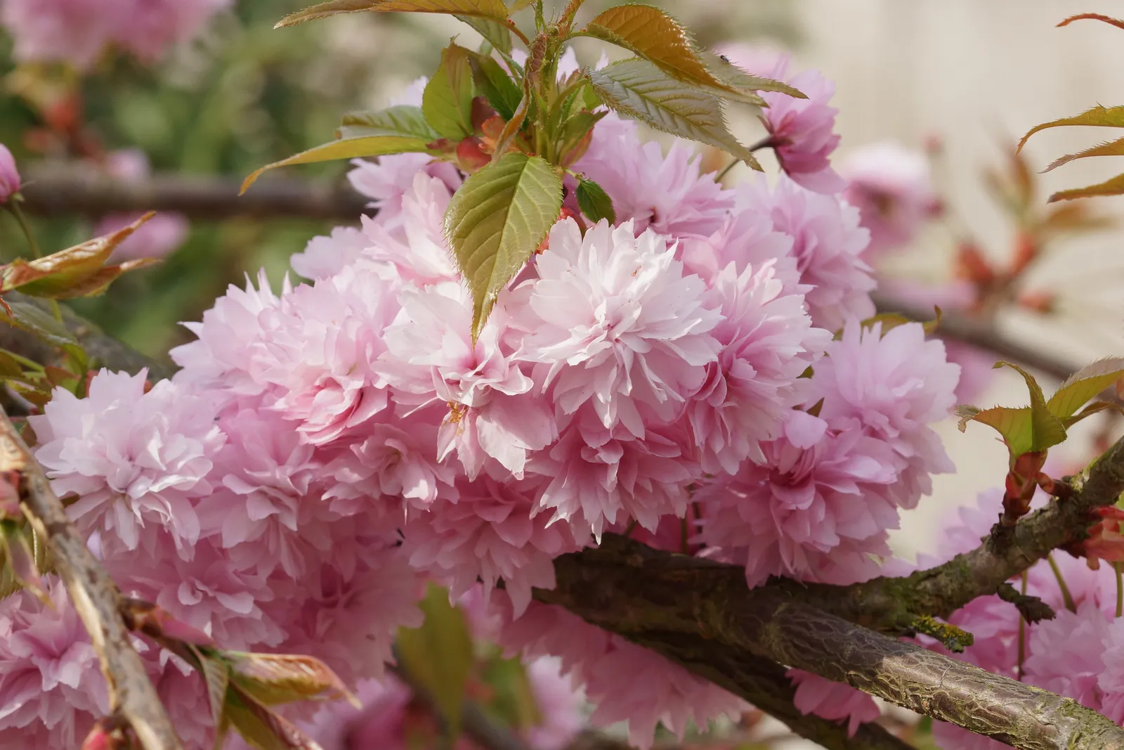 Japanskt prydnadskörsbär 'Kiku-shidare-zakura', Sh 100-120 - miniatyr 5