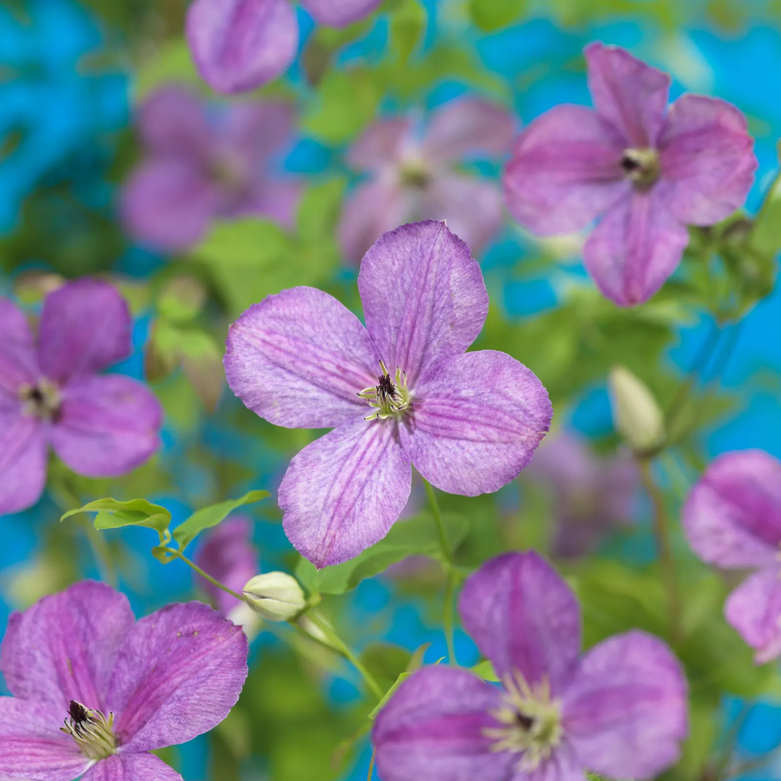 Klematis So Many® Lavender Flowers PBR