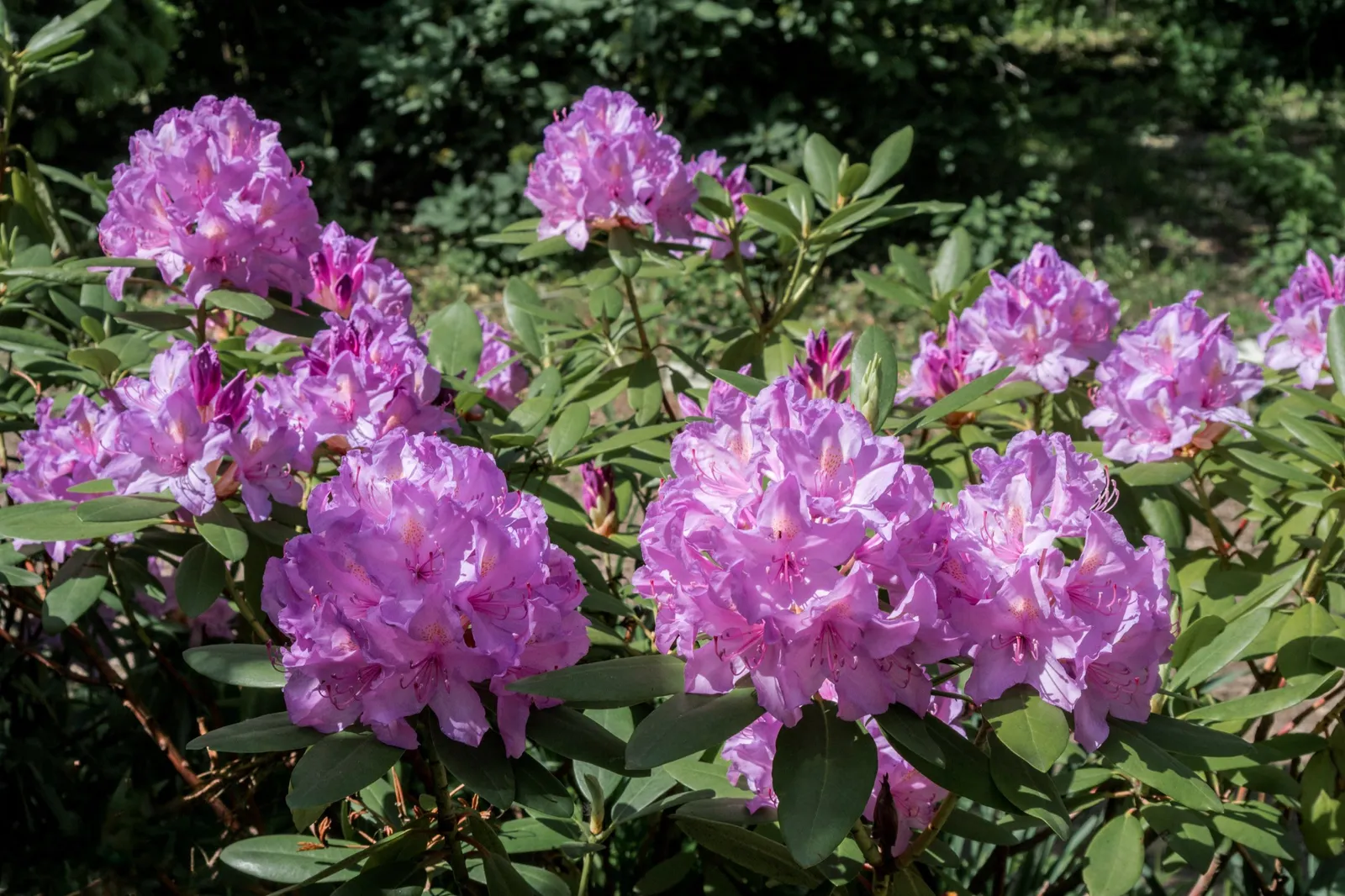 Parkrododendron 'Catawbiense Grandiflorum', 30-40 cm - miniatyr 4