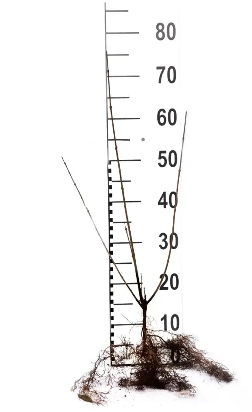 Liguster, 40-60 cm — detalj 5