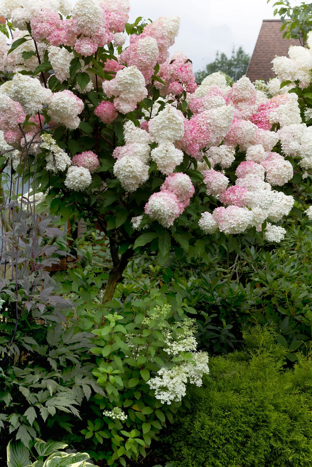 Vipphortensia VANILLE-FRAISE ('Renhy'PBR), Sh 90-100 - miniatyr 3