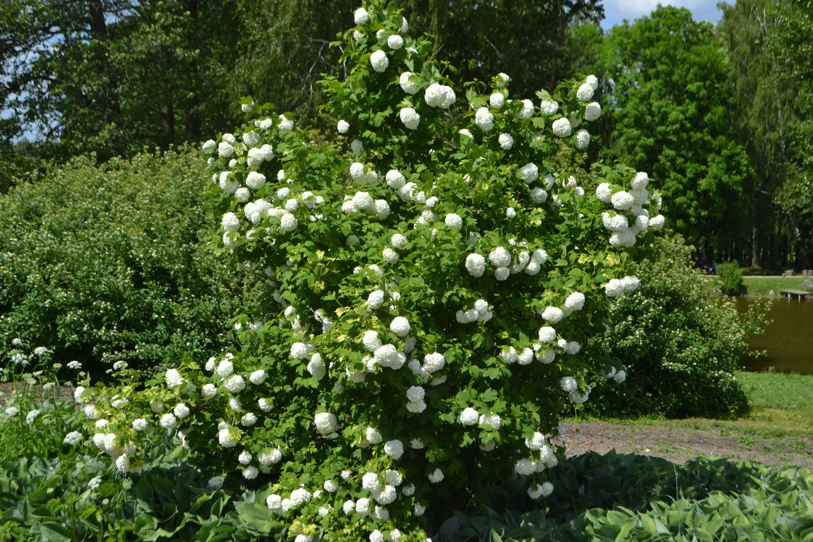 Snöbollsbuske 'Roseum' - miniatyr 5
