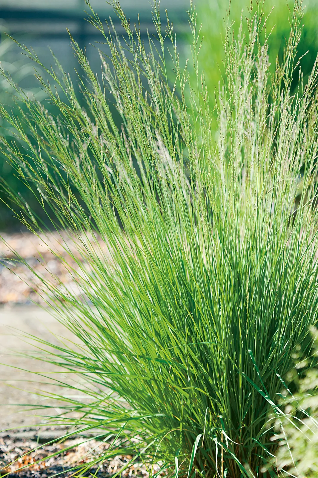 Blåtåtel 'Edith Dudszus', 2L