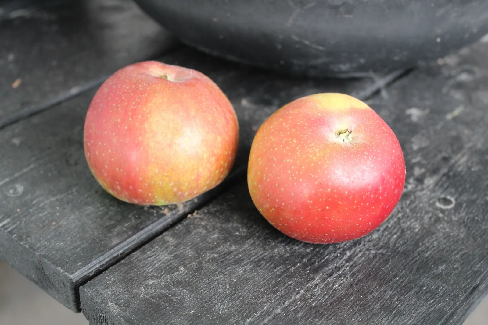 Äpple LOVISA® E ('SLUBGD1160')