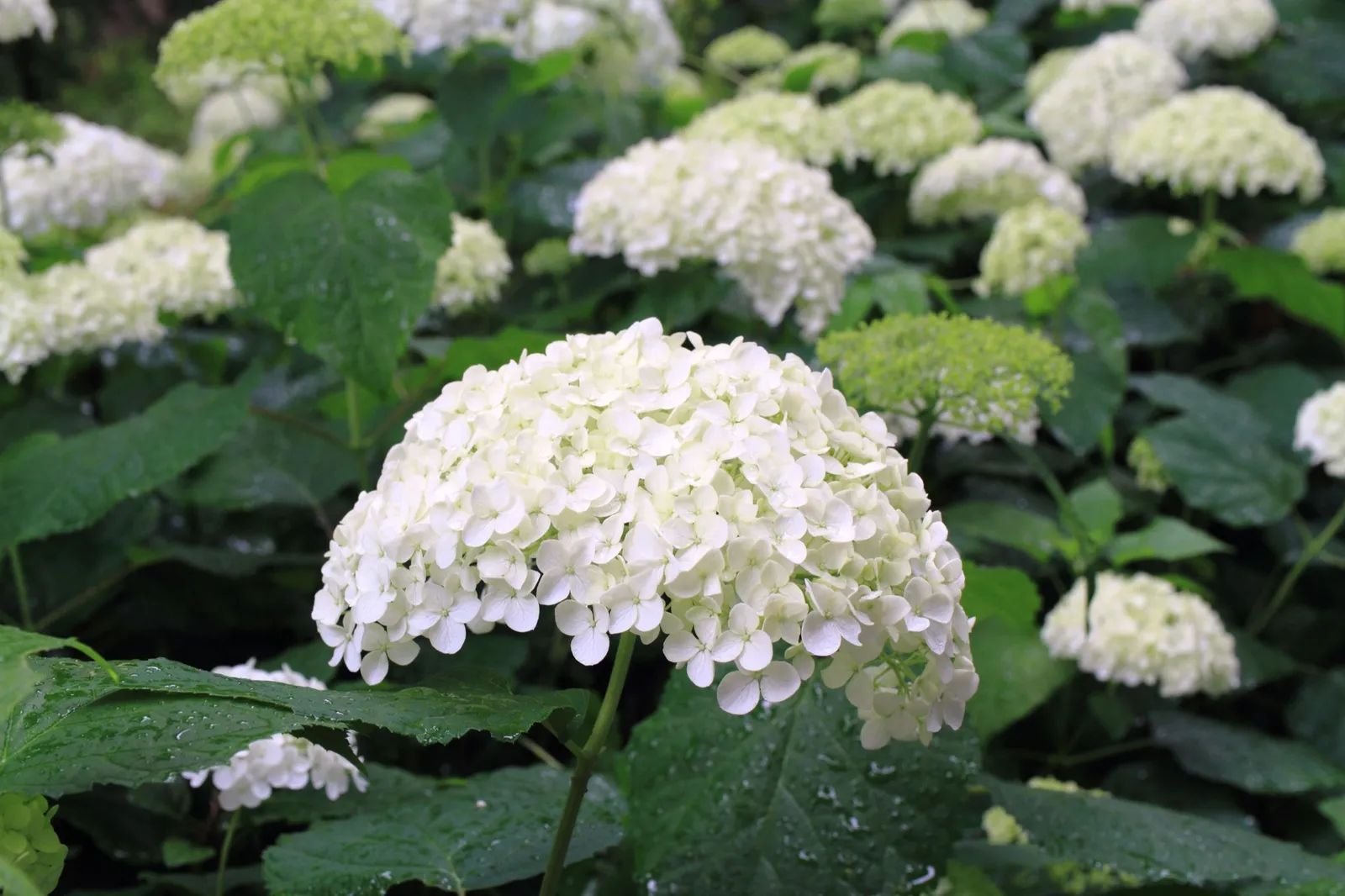 Vidjehortensia 'Annabelle' - miniatyr 5