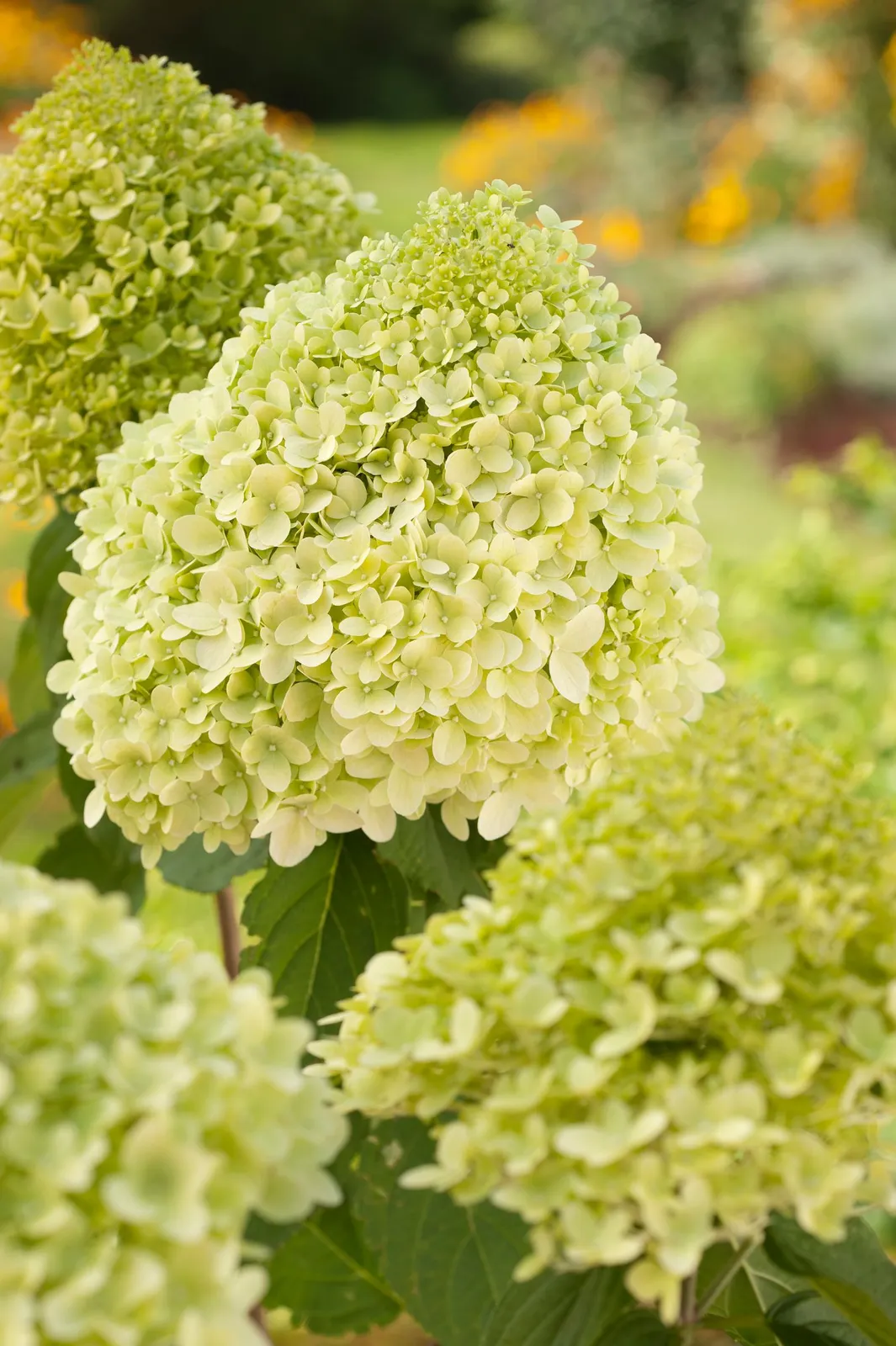 Vipphortensia 'Limelight' - miniatyr 2