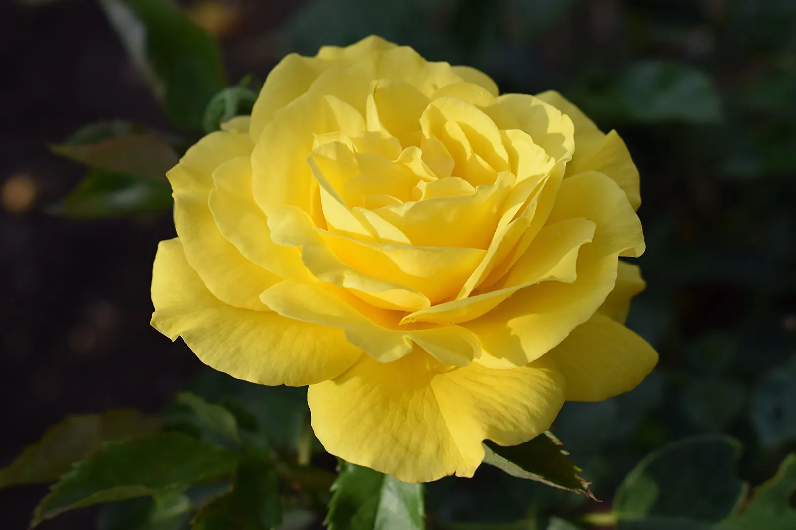 Floribundaros FRIESIA® ('Korresia') - miniatyr 2