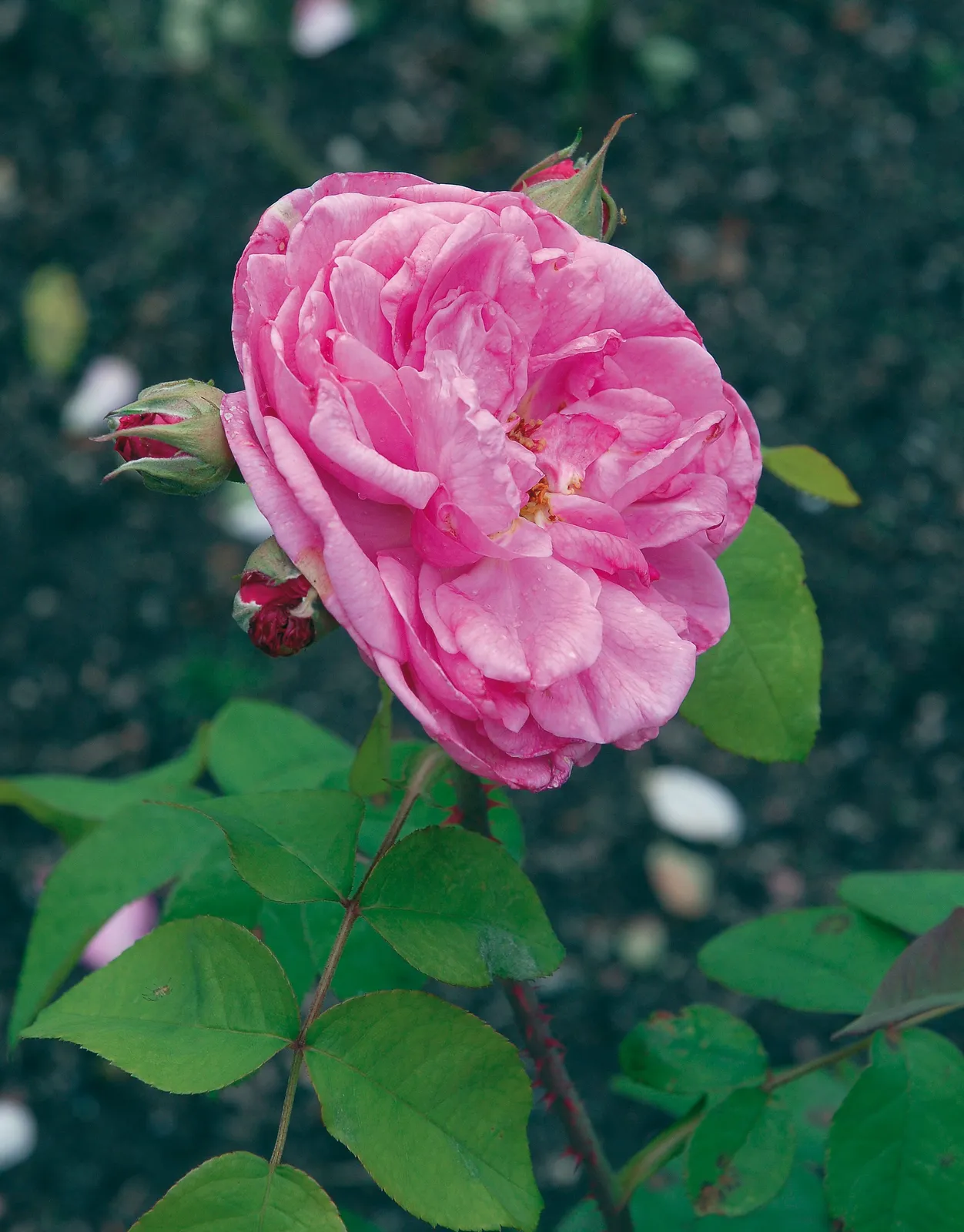 Modern buskros GERTRUDE JEKYLL® ('Ausbord')
